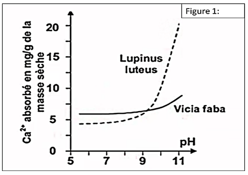 Absorption du Ca²⁺ en fonction du pH